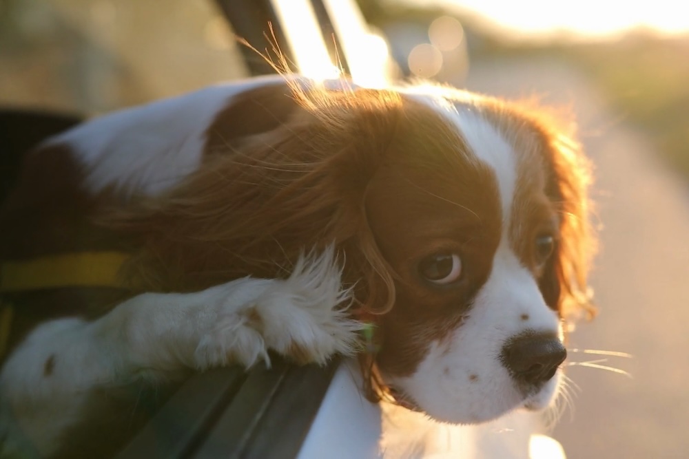 Four Paws