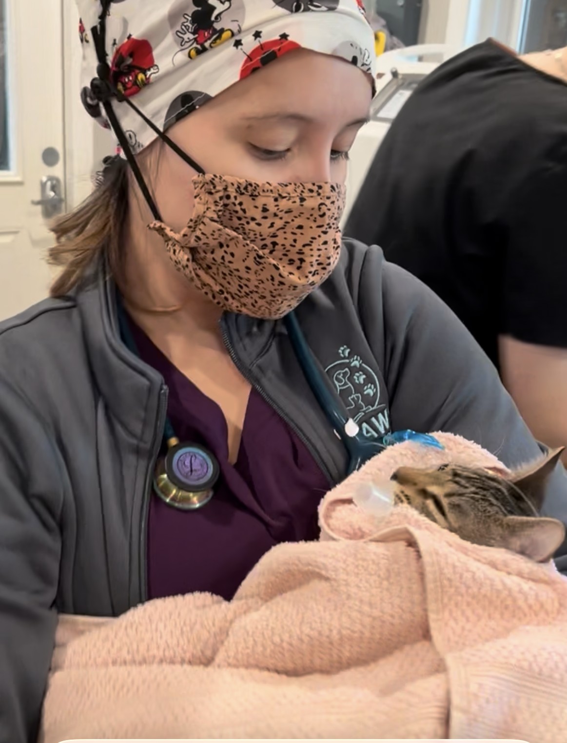 Cat surgery