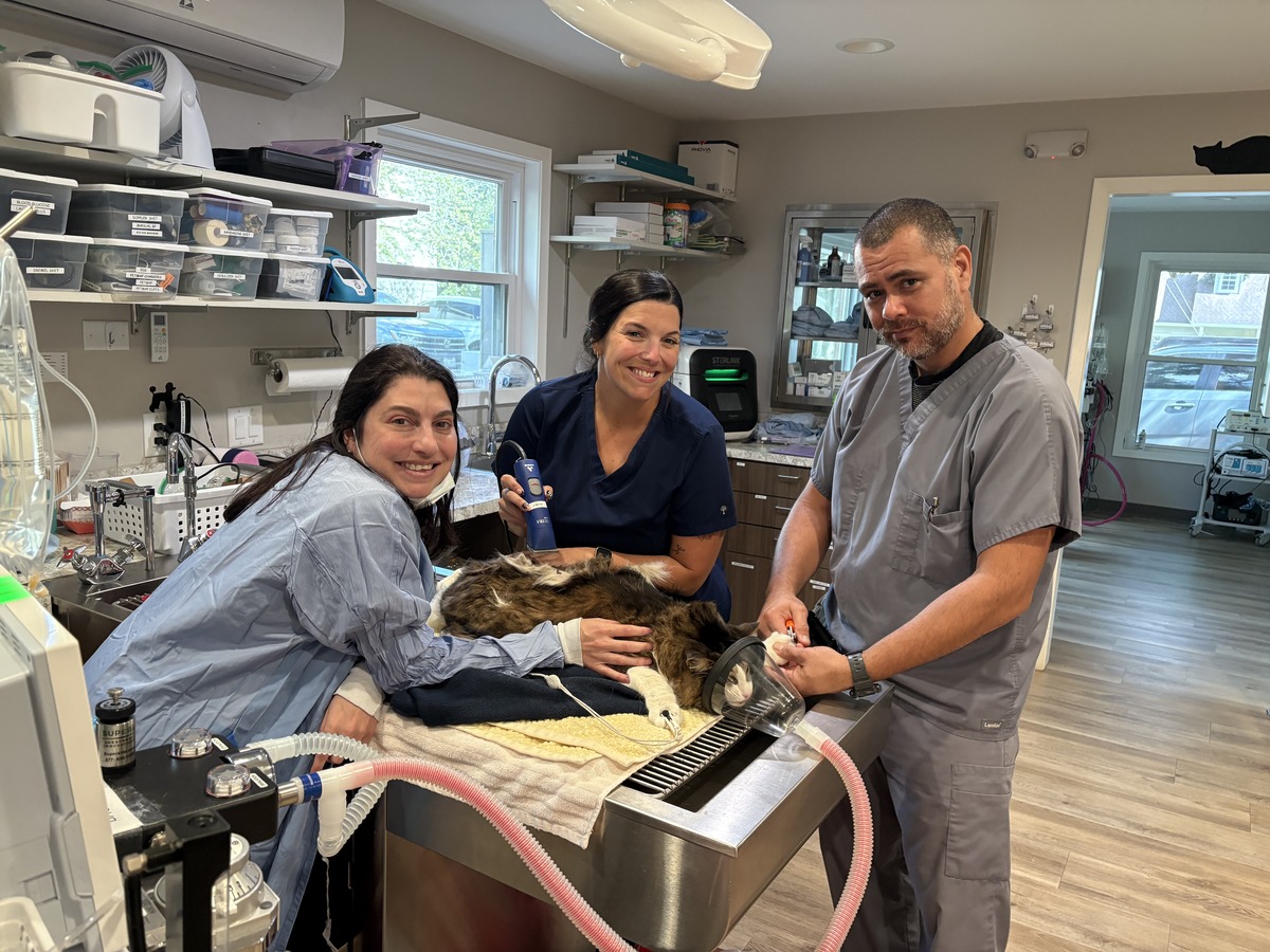 Veterinary surgery team caring for an animal