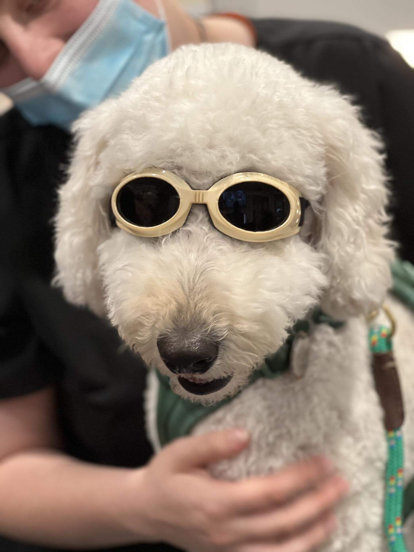 White Dog Laser Therapy Doggles