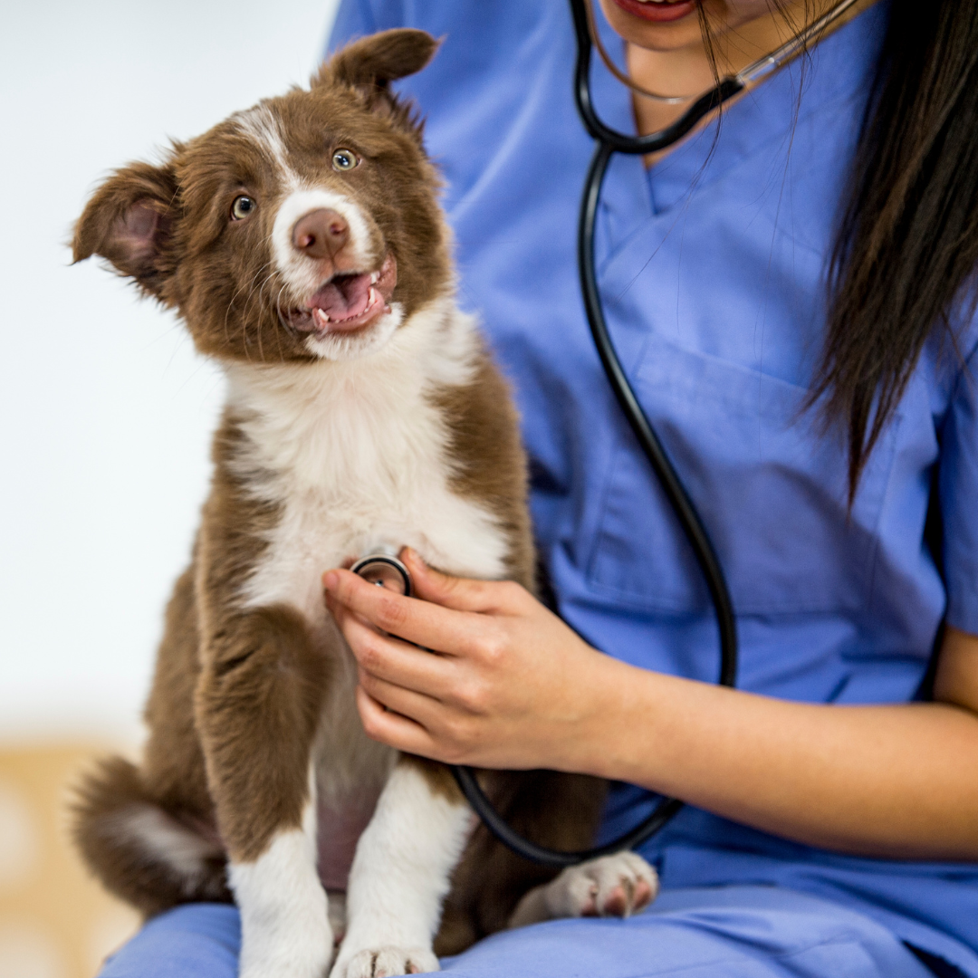 Puppy At Vet