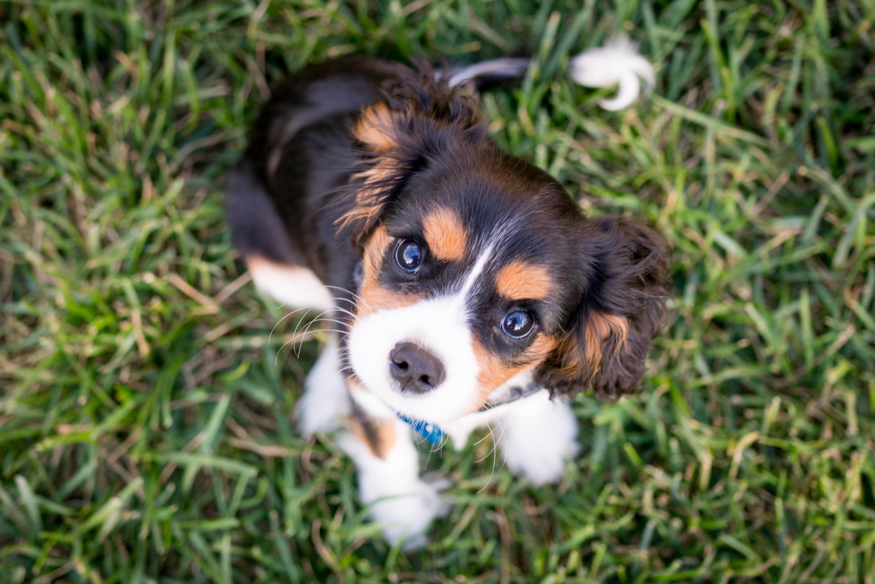 Puppy Socialization