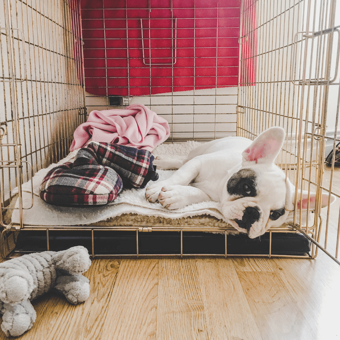 Puppy Crate Training