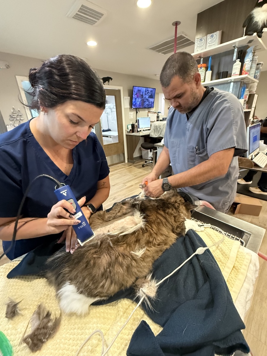 Sedated Grooming
