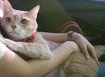 Four Paws at Fulshear Veterinary Clinic: Top Rated Fulshear Veterinarians Four Paws at Fulshear Veterinary Clinic: Top Rated Fulshear Veterinarians