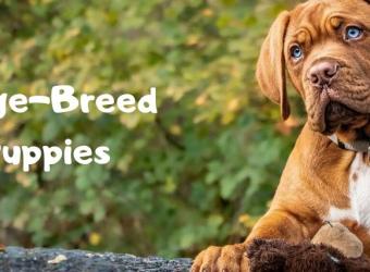 Four Paws at Fulshear Veterinary Clinic: Top Rated Fulshear Veterinarians Four Paws at Fulshear Veterinary Clinic: Top Rated Fulshear Veterinarians
