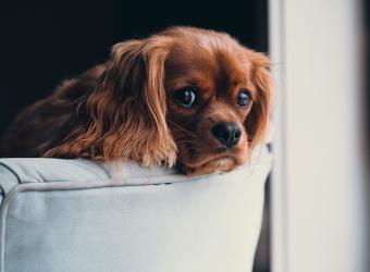 Four Paws at Fulshear Veterinary Clinic: Top Rated Fulshear Veterinarians Four Paws at Fulshear Veterinary Clinic: Top Rated Fulshear Veterinarians
