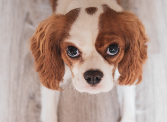 Dr. Denney featured in ParadePets.com Blog!