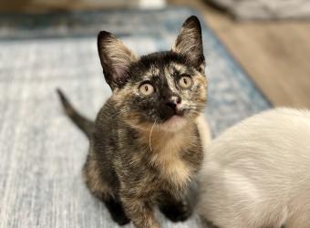Meet Our Clinic Kittens!