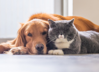 Sniffing Out the Truth: Essential Oil Safety for Pets