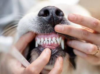 The Ultimate Dog Dental Guide: Nurturing Your Canine&#039;s Canines