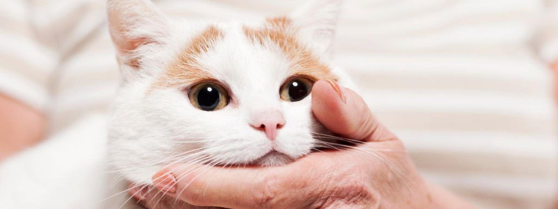 Best litter for cats with kidney disease 2025