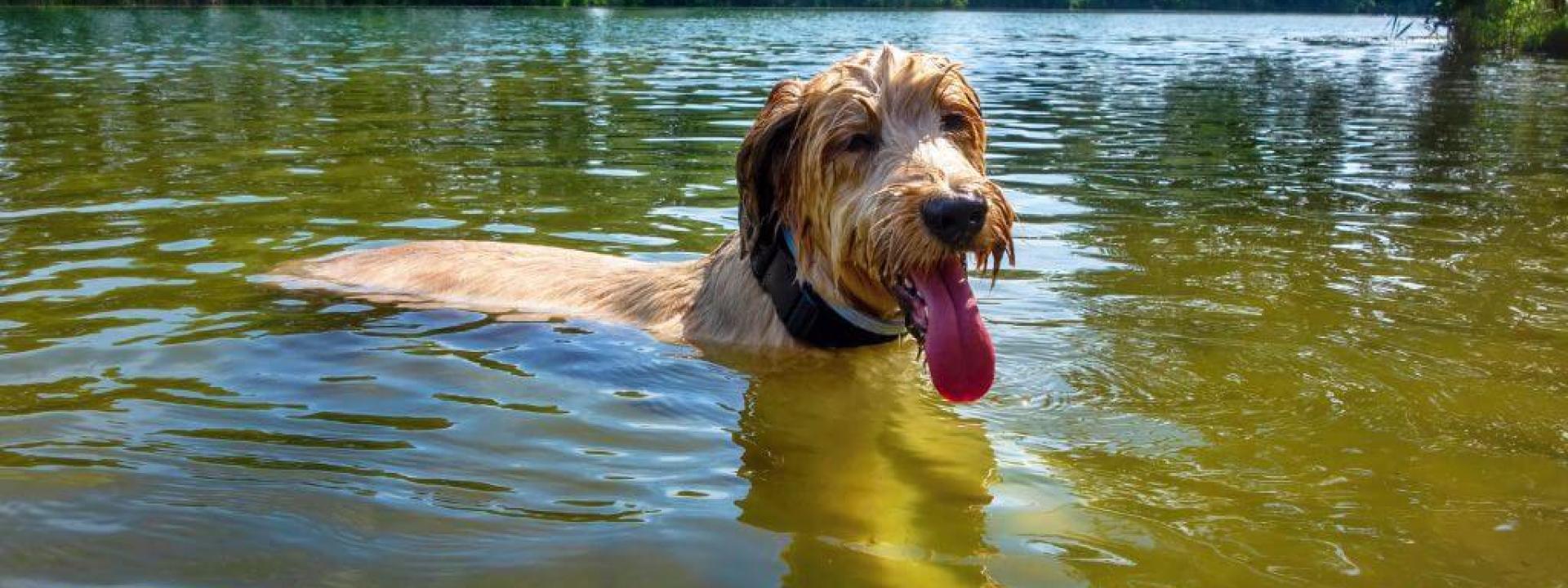 Dog swimming in water, at an increased risk giardia in dogs