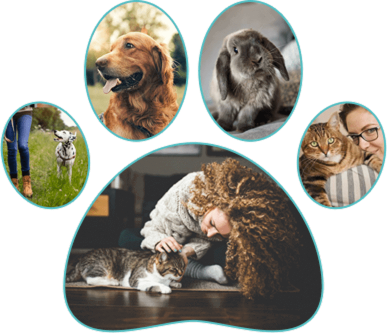 Four Paws at Fulshear Veterinary Clinic: Top Rated Fulshear Veterinarians